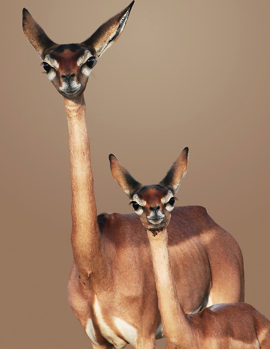 Photo:  Gerenuks, a gazelle